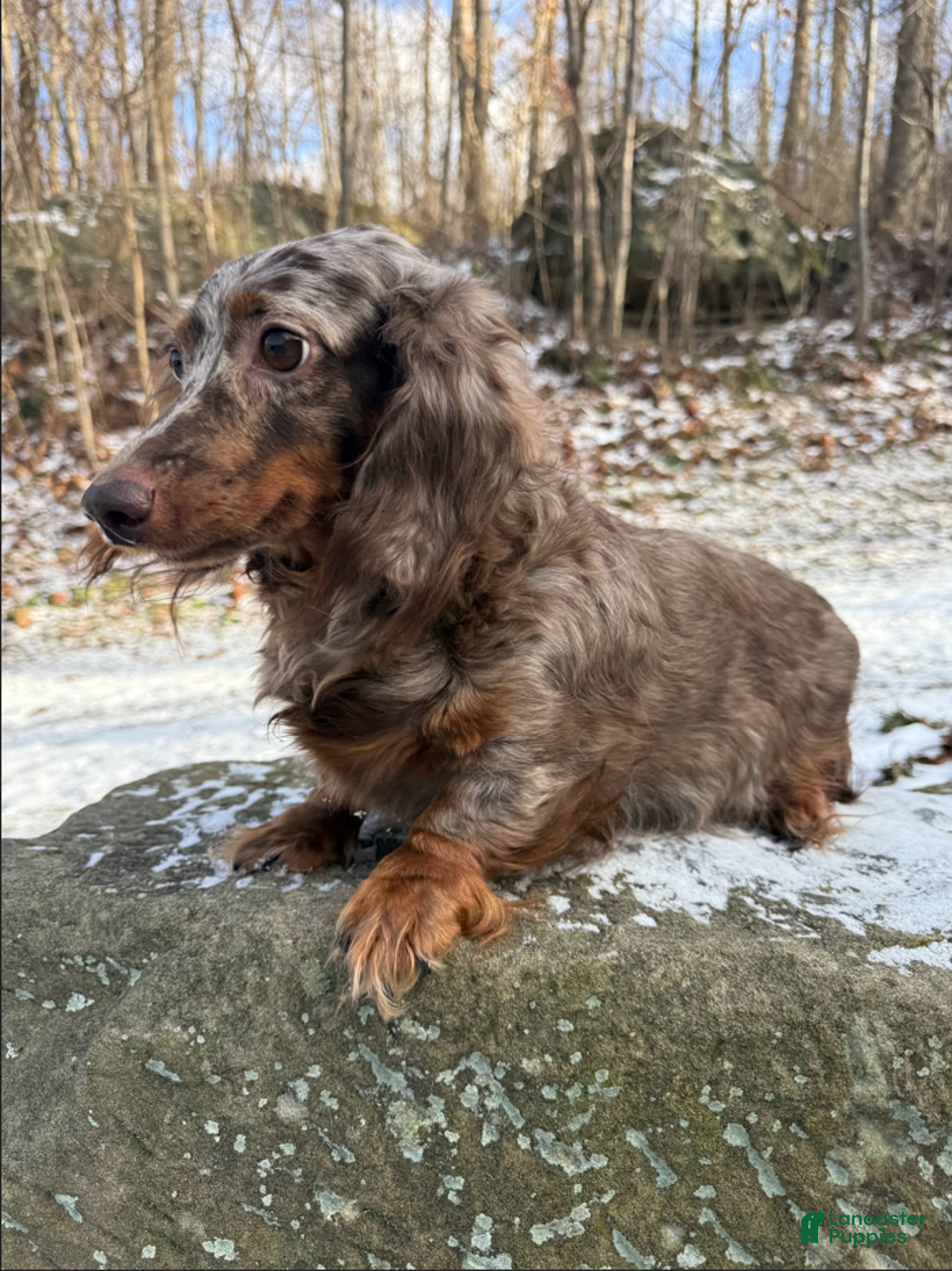 Miniature Dachshund dogs for sale: Buddy - Ad 17