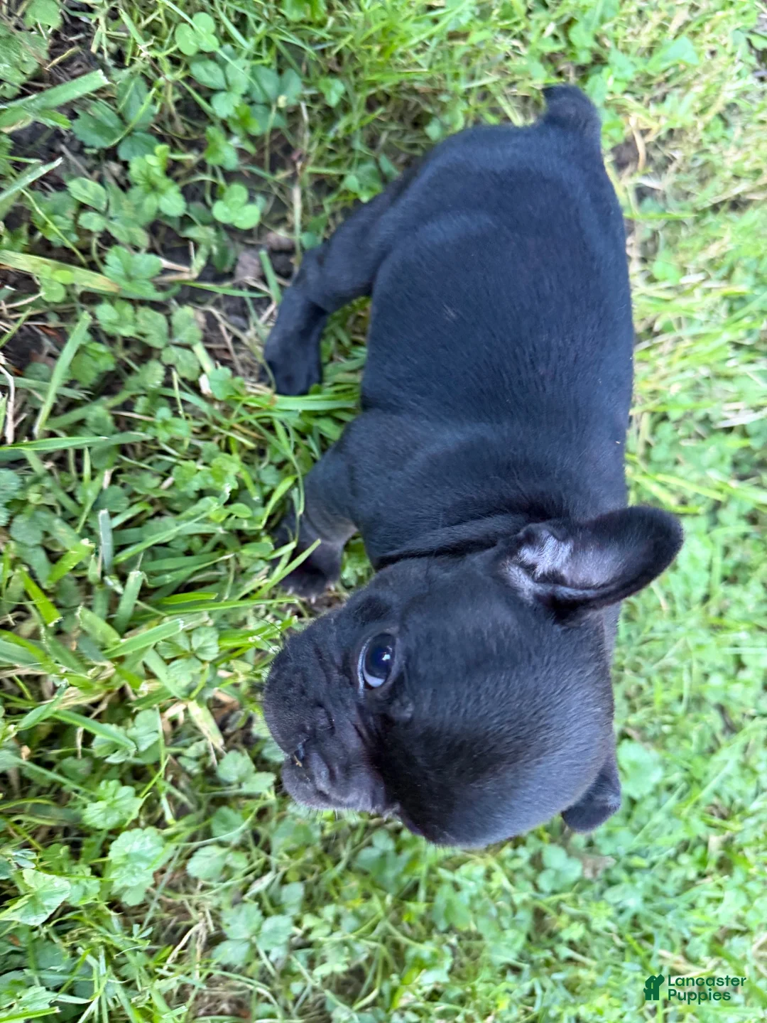 French Bulldog dogs for sale: French Bulldog 4 - Ad 2
