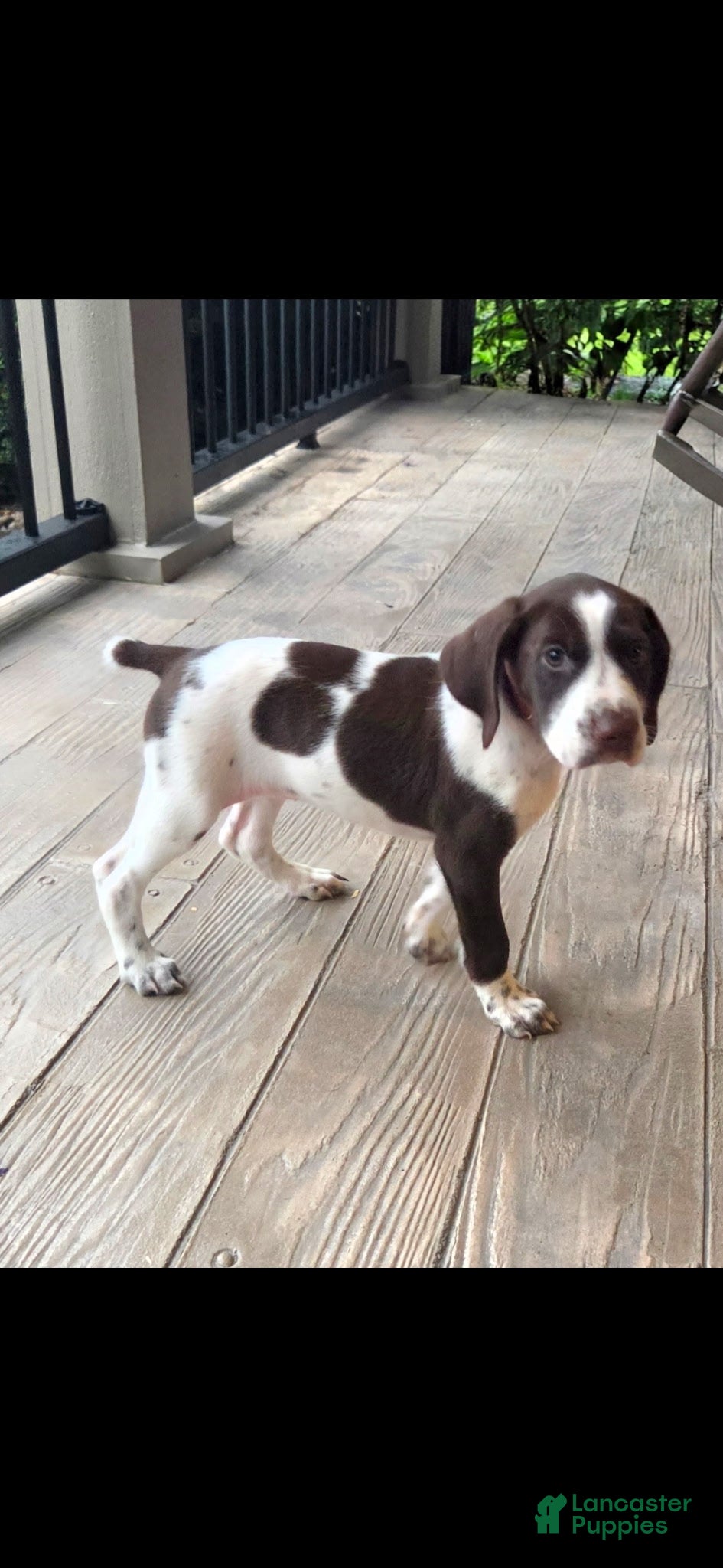 German Shorthaired Pointer dogs Gabby  - Ad 2