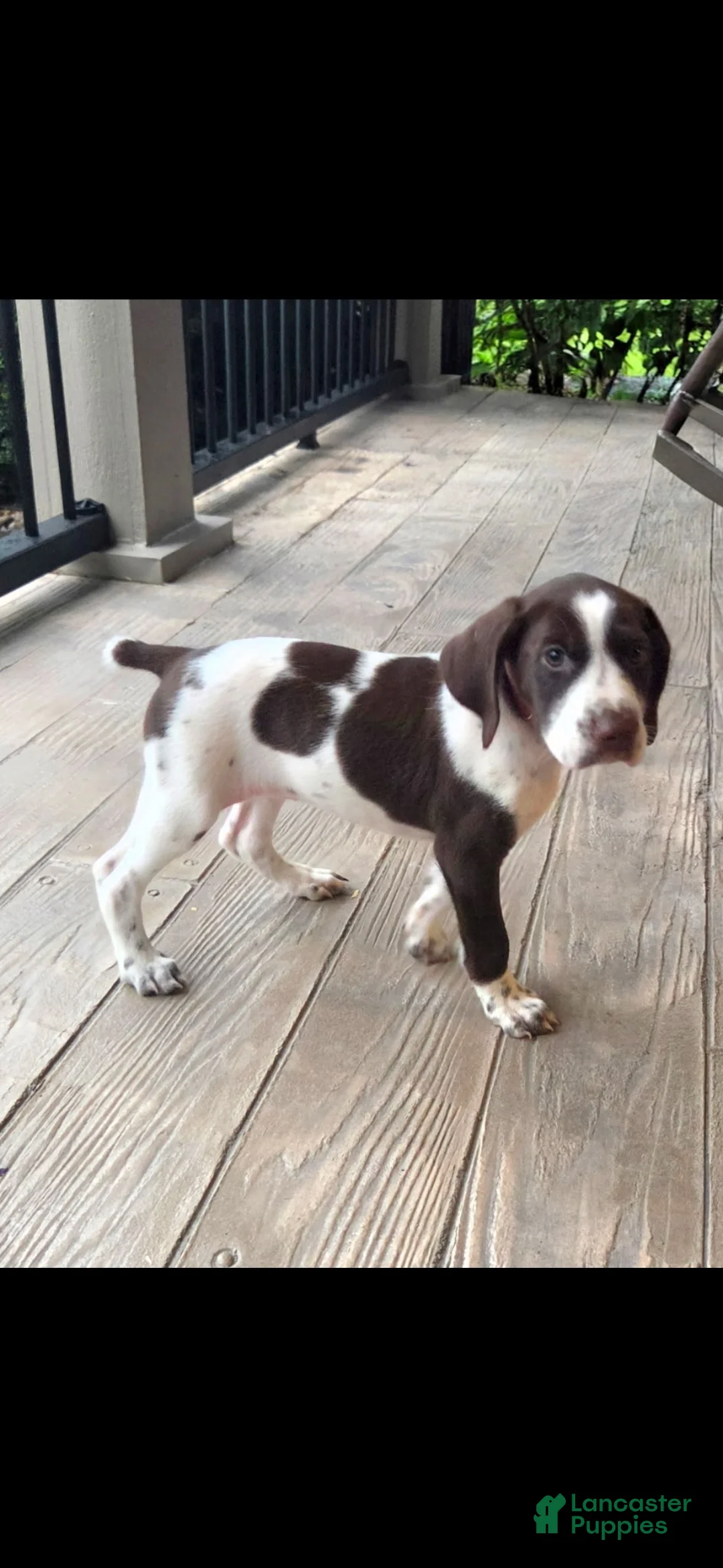 German Shorthaired Pointer dogs for sale: Gabby  - Ad 2