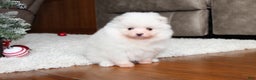 Pomeranian dogs for sale: Emerson - Ad 3