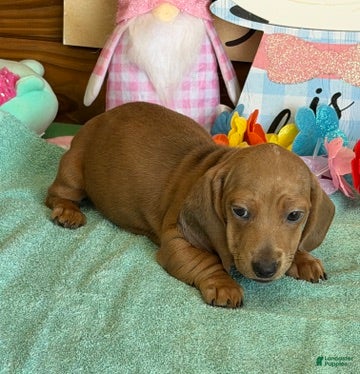 Dachshund dogs Melba - Ad 11