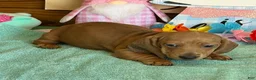Dachshund dogs for sale: Melba - Ad 1