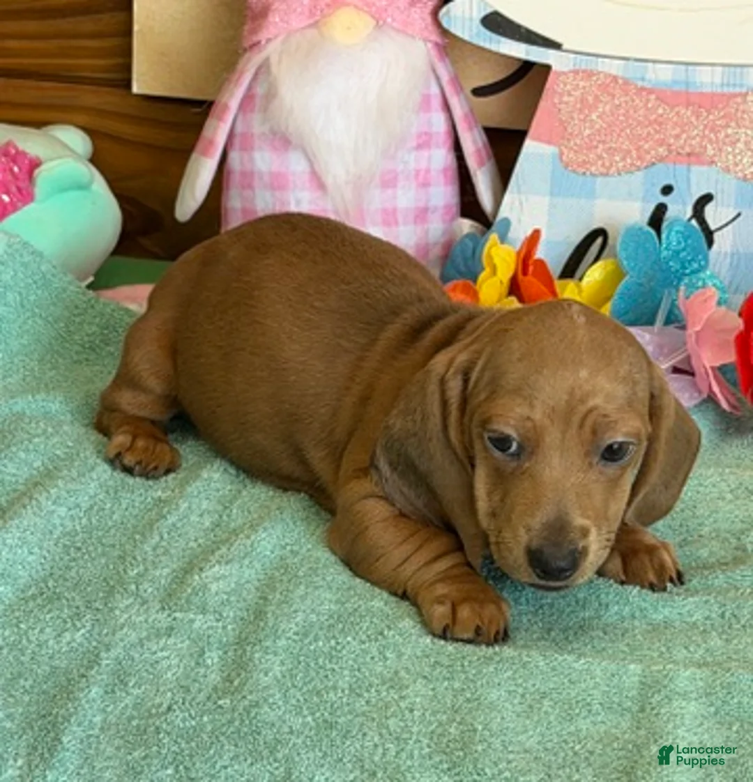 Dachshund dogs for sale: Melba - Ad 1