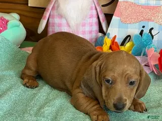 Dachshund dogs Melba - Ad 11