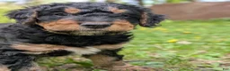 Mixed Breed dogs for sale: Snickers - Ad 3