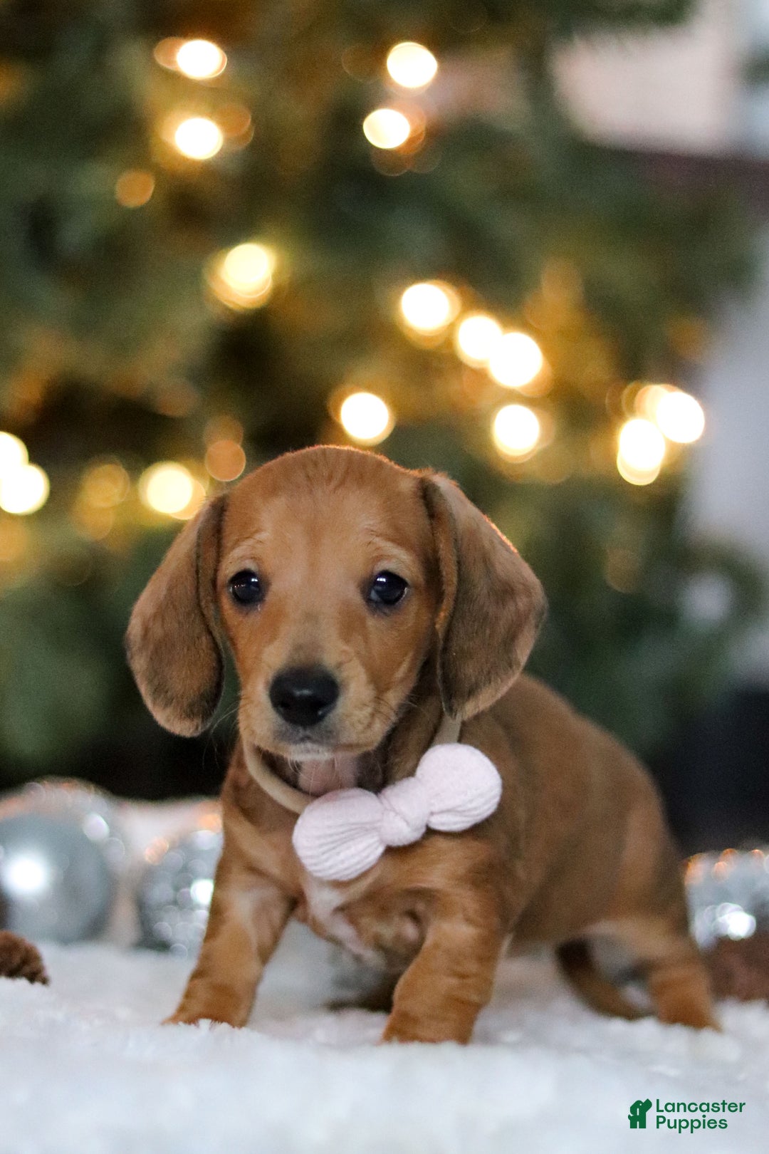 Miniature Dachshund dogs for sale: Willow - Ad 8