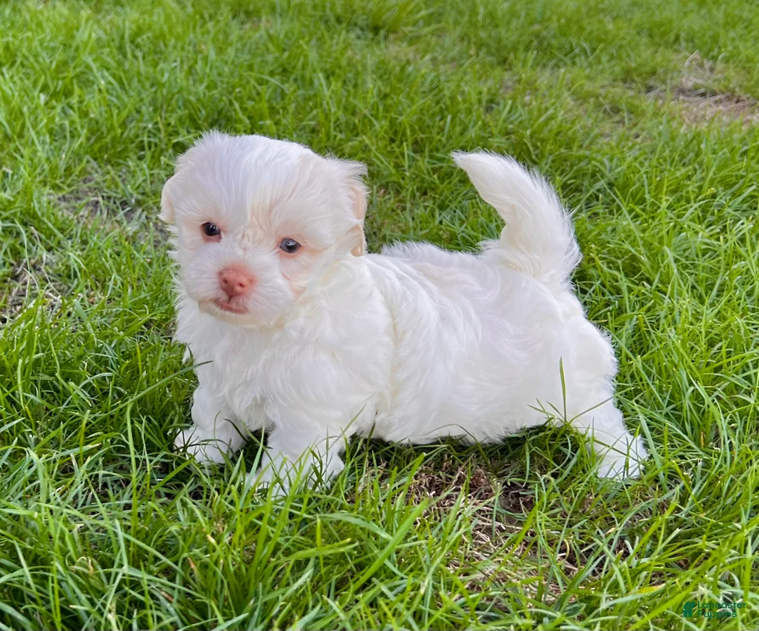 Havanese dogs for sale: Angie - Ad 4