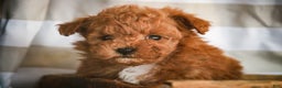 Miniature Poodle dogs for sale: Kasper - Ad 4