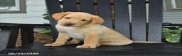 Labrador Retriever dogs for sale: Scooter - Ad 5