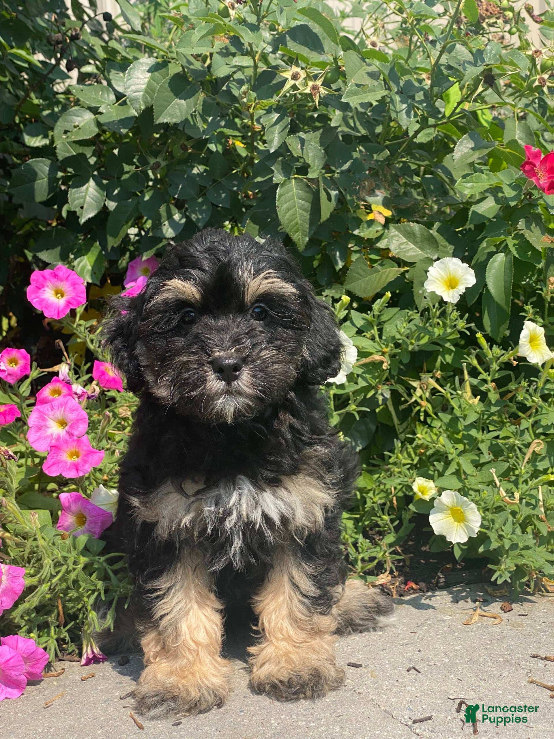 Lhasa Poo Lhasa Apso Bichon Frise Mix For Sale Lhasapoo Puppies