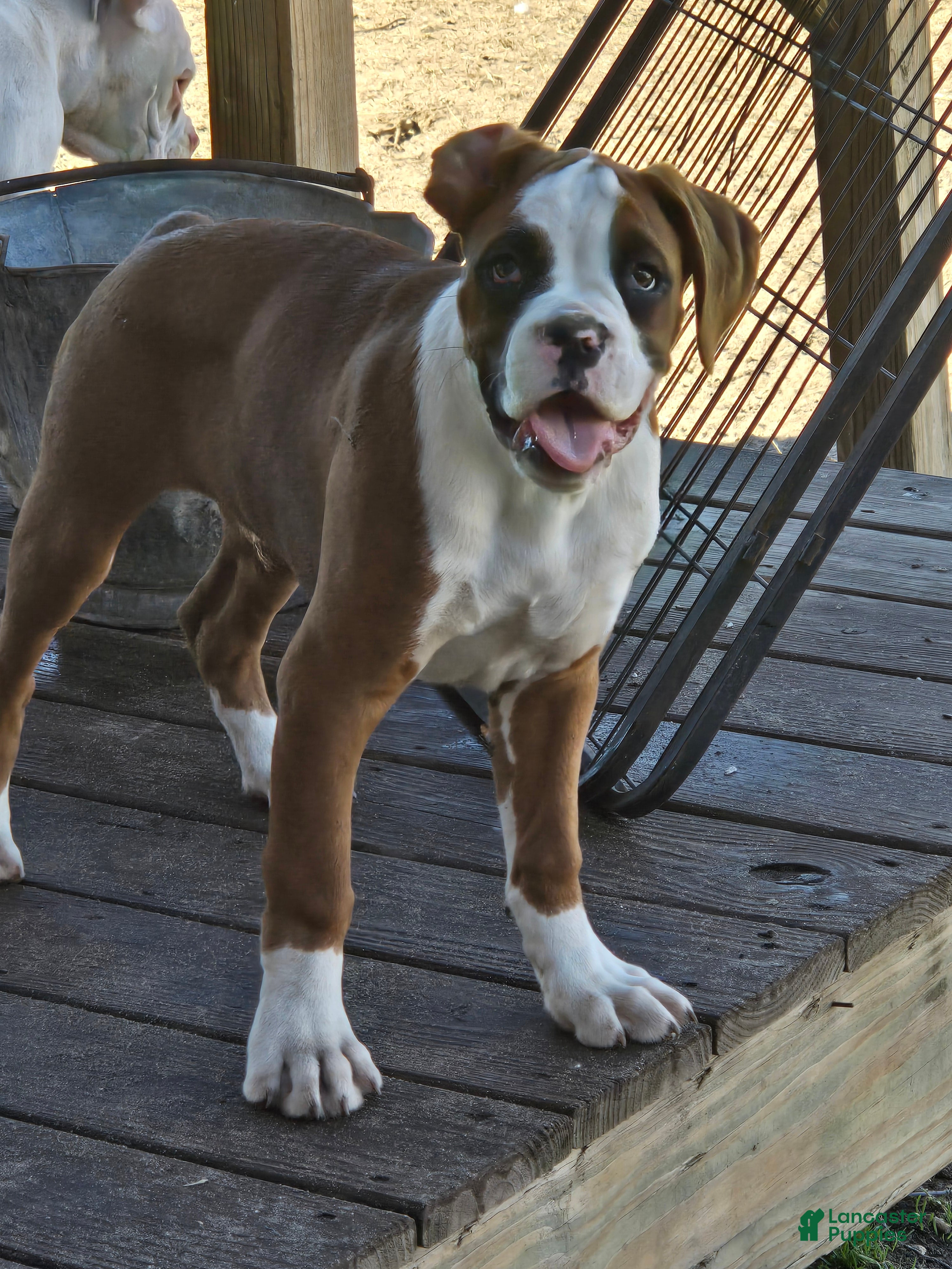 Boxer dogs Hank - Ad 1
