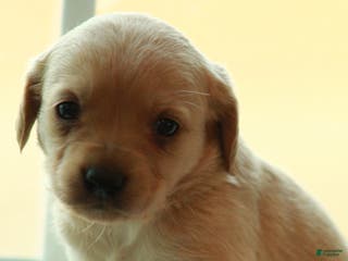 Cockapoo dogs Casey - Ad 25