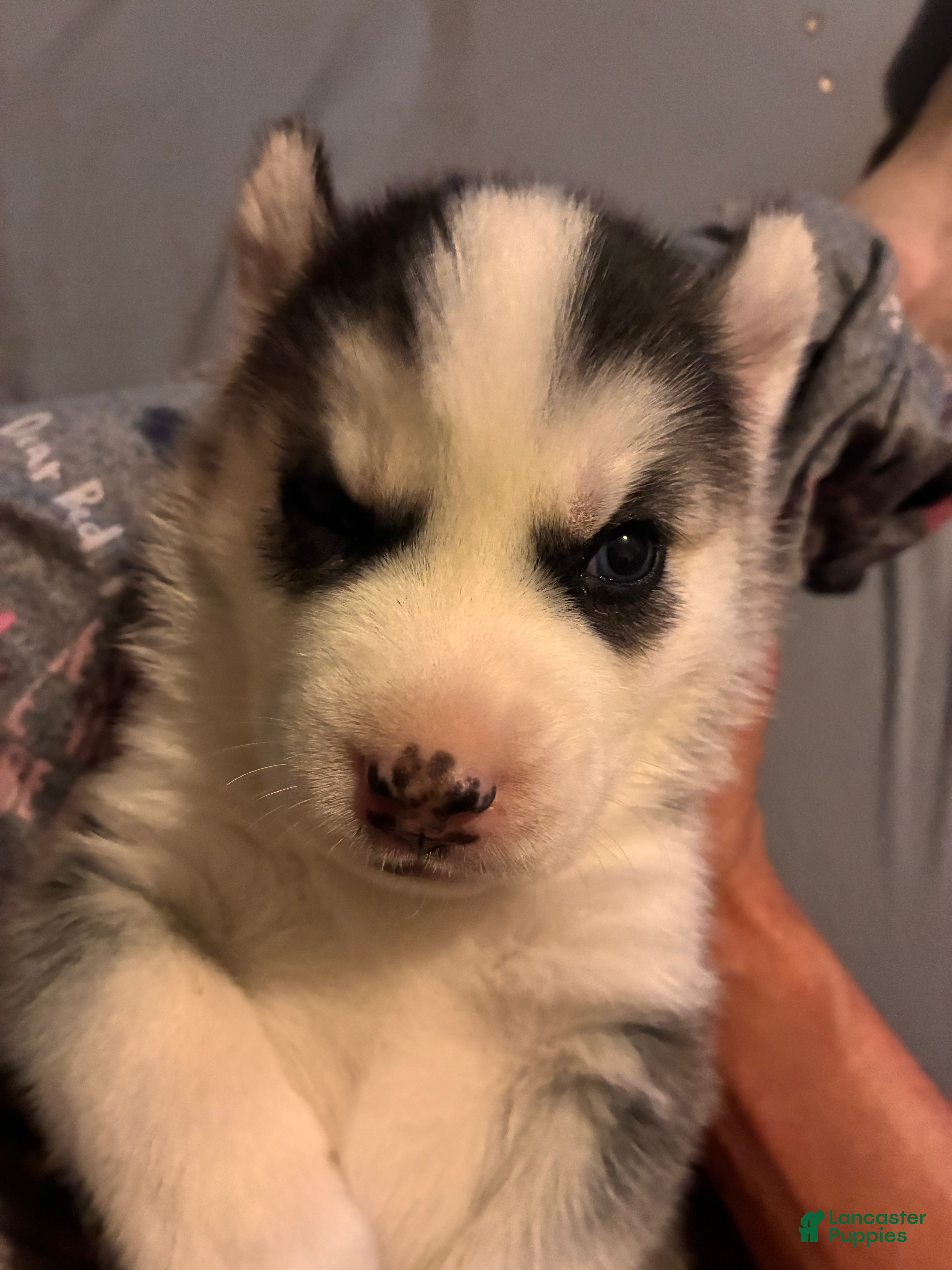 Siberian Husky dogs Siberian Husky Puppy 1 - Ad 41