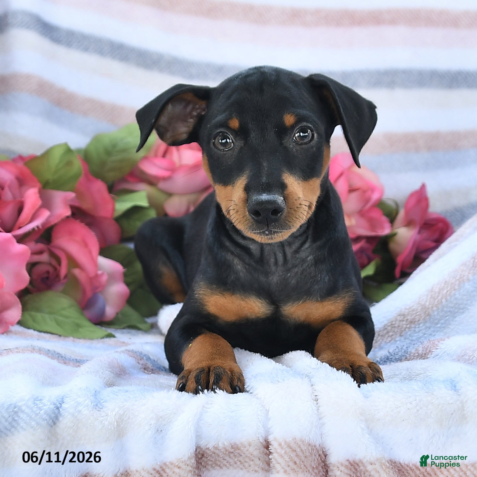 Miniature Pinscher dogs Casper - Ad 1