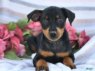 Miniature Pinscher dogs for sale: Casper - Ad 4