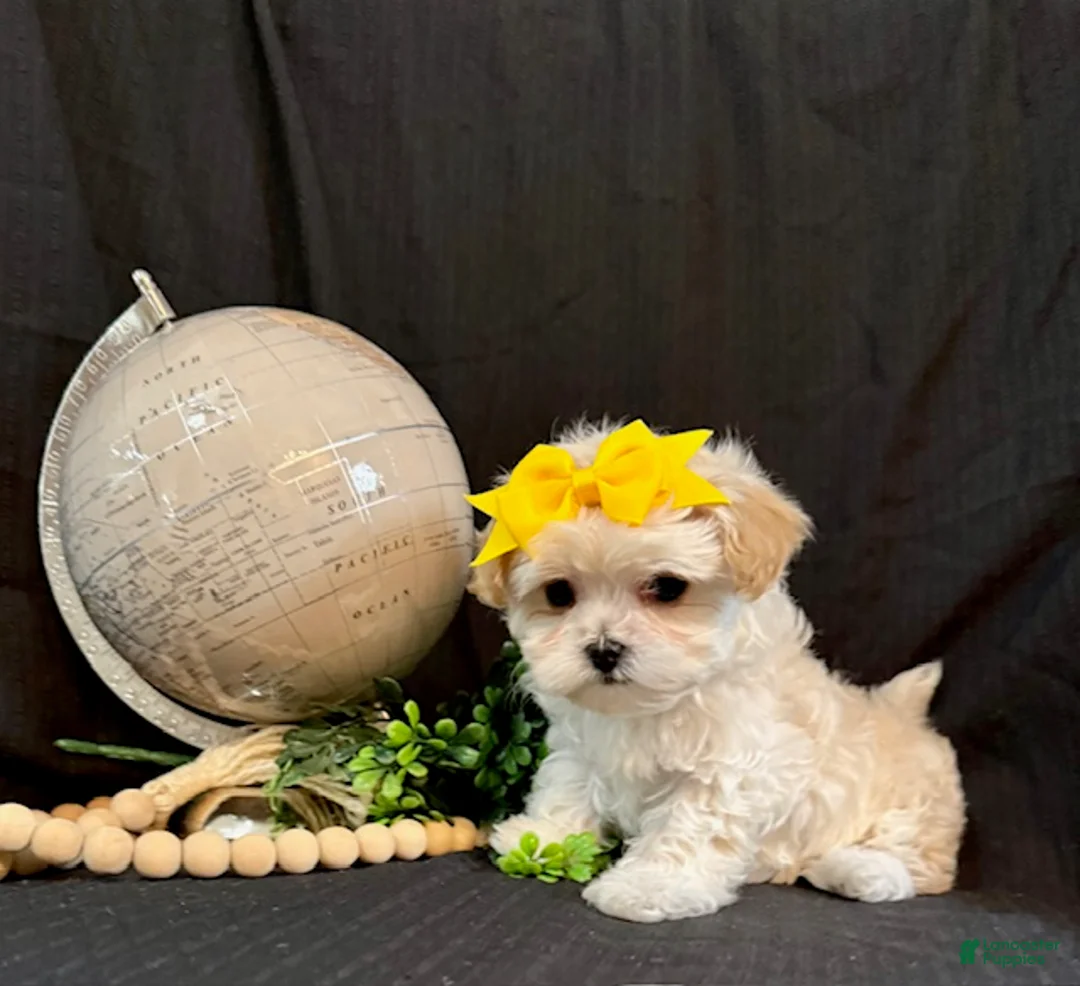 Lhasapoo dogs for sale: Hailey - Ad 1
