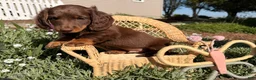 Dachshund dogs for sale: Big boy  - Ad 2