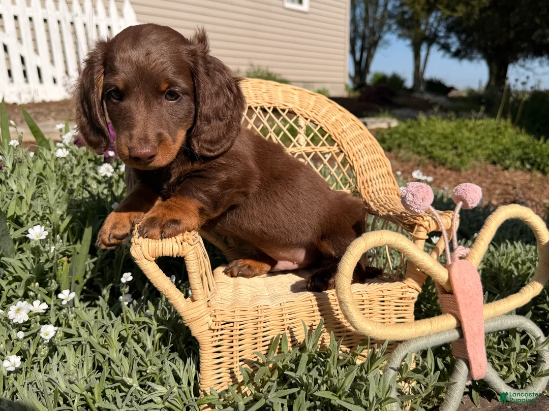 Dachshund dogs for sale: Big boy  - Ad 2
