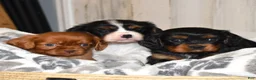 Cavalier King Charles Spaniel dogs for sale: Truffle  - Ad 11
