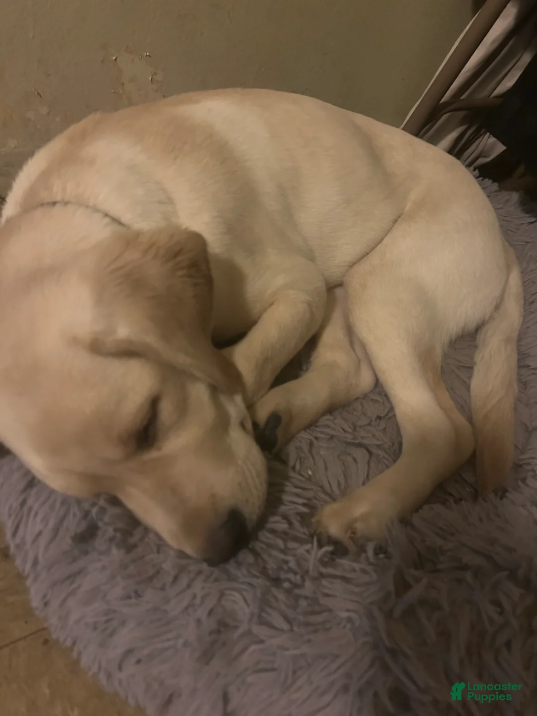 Golden Retriever dogs for sale: Golden Retriever Puppy 1 - Ad 2