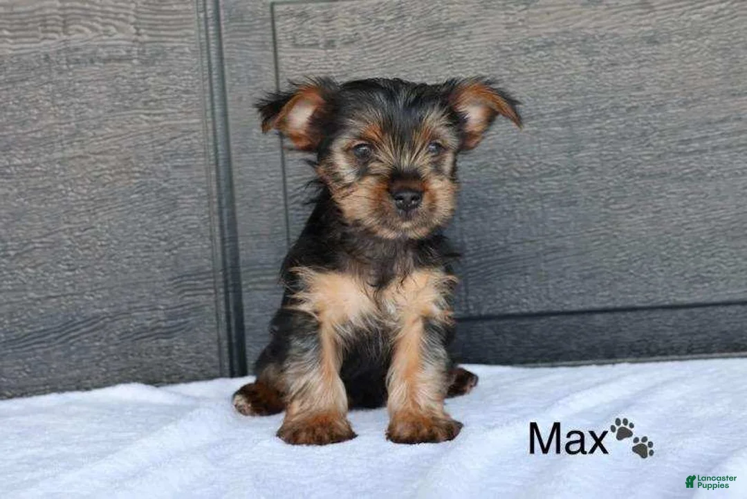 Yorkshire Terrier dogs for sale: Max - Ad 2
