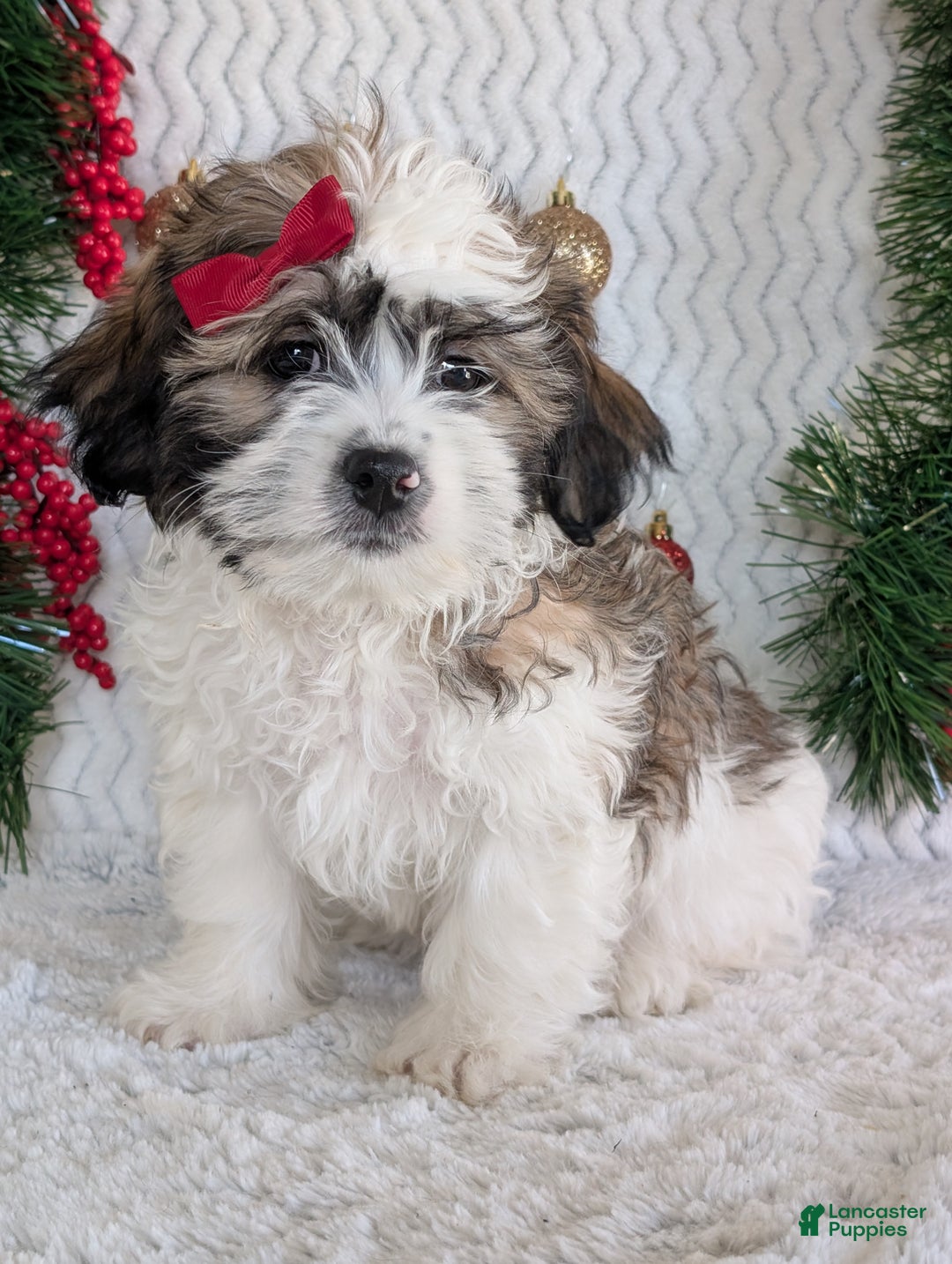 Teddy Bear dogs for sale: Jake - Ad 11