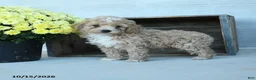 Shihpoo dogs for sale: Arthur - Ad 2