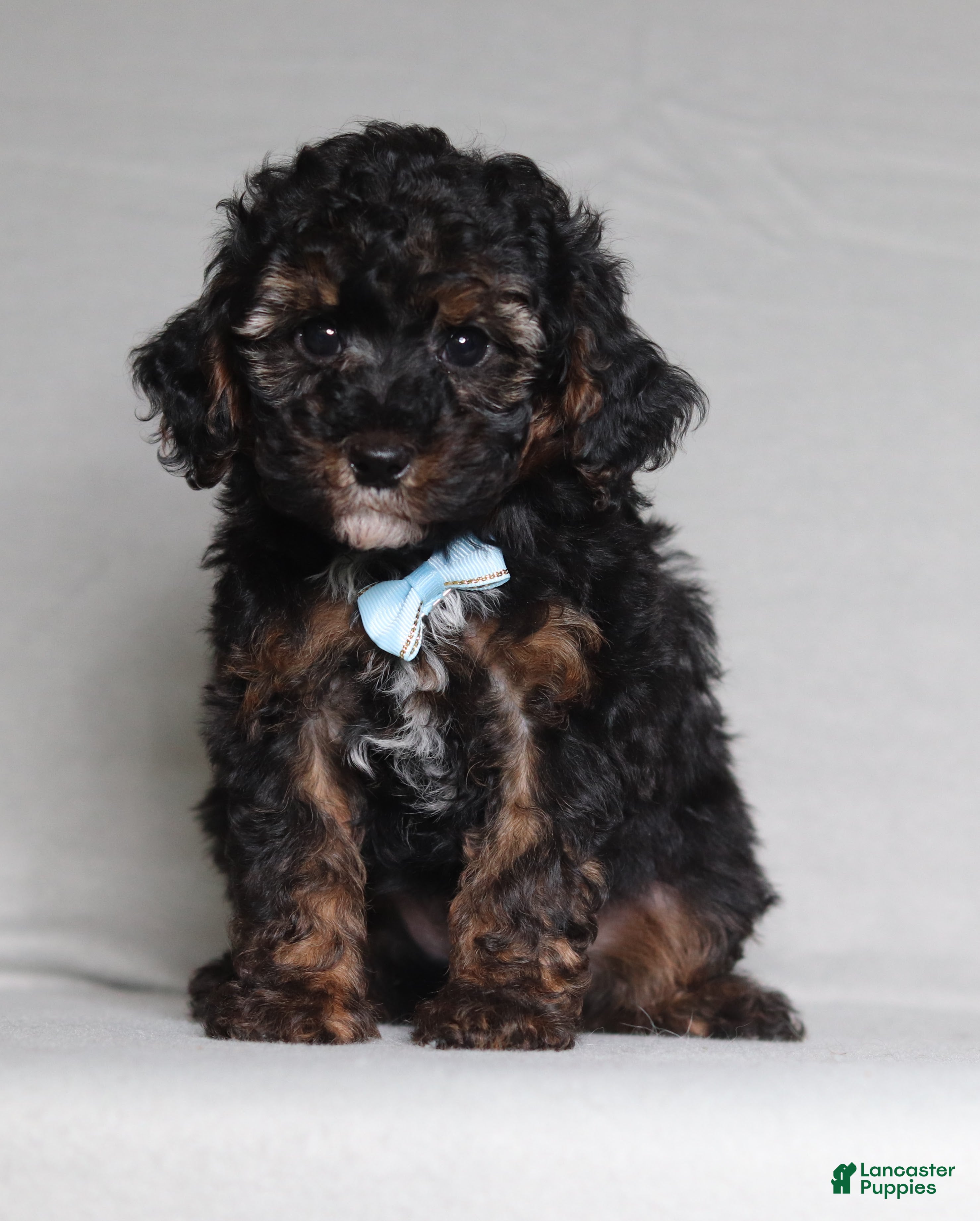 Mixed Breed dogs for sale: Ranger - Ad 4