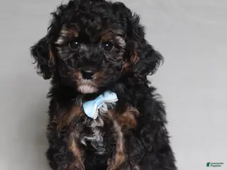 Mixed Breed dogs for sale: Ranger - Ad 4