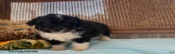 Mini Aussiedoodle dogs for sale: Denver - Ad 4