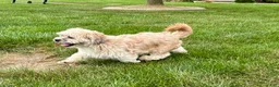 Lhasa Apso dogs for sale: Sammy - Ad 8