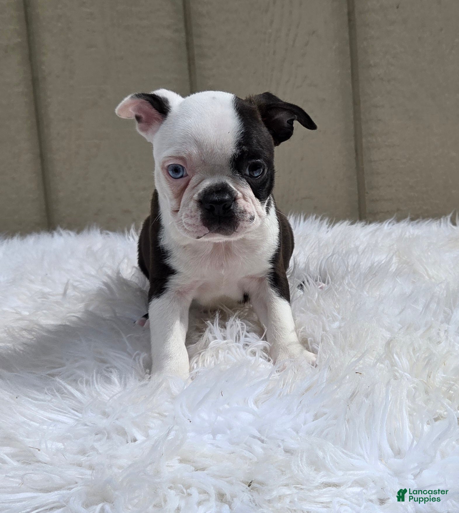 Frenchton dogs Cody  - Ad 1