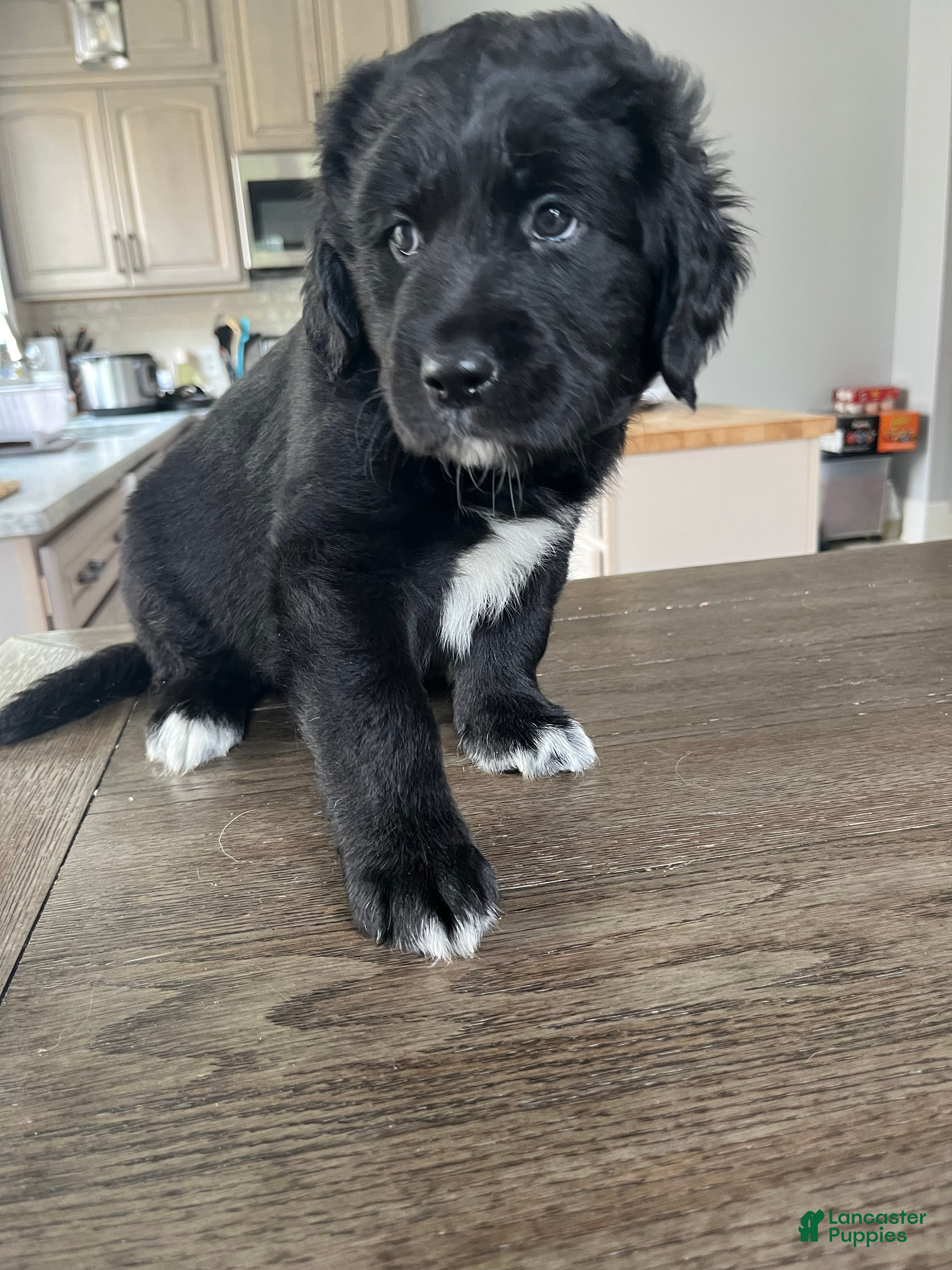Mixed Breed dogs Meet Emma! - Ad 3