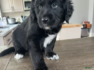 Mixed Breed dogs Meet Emma! - Ad 3