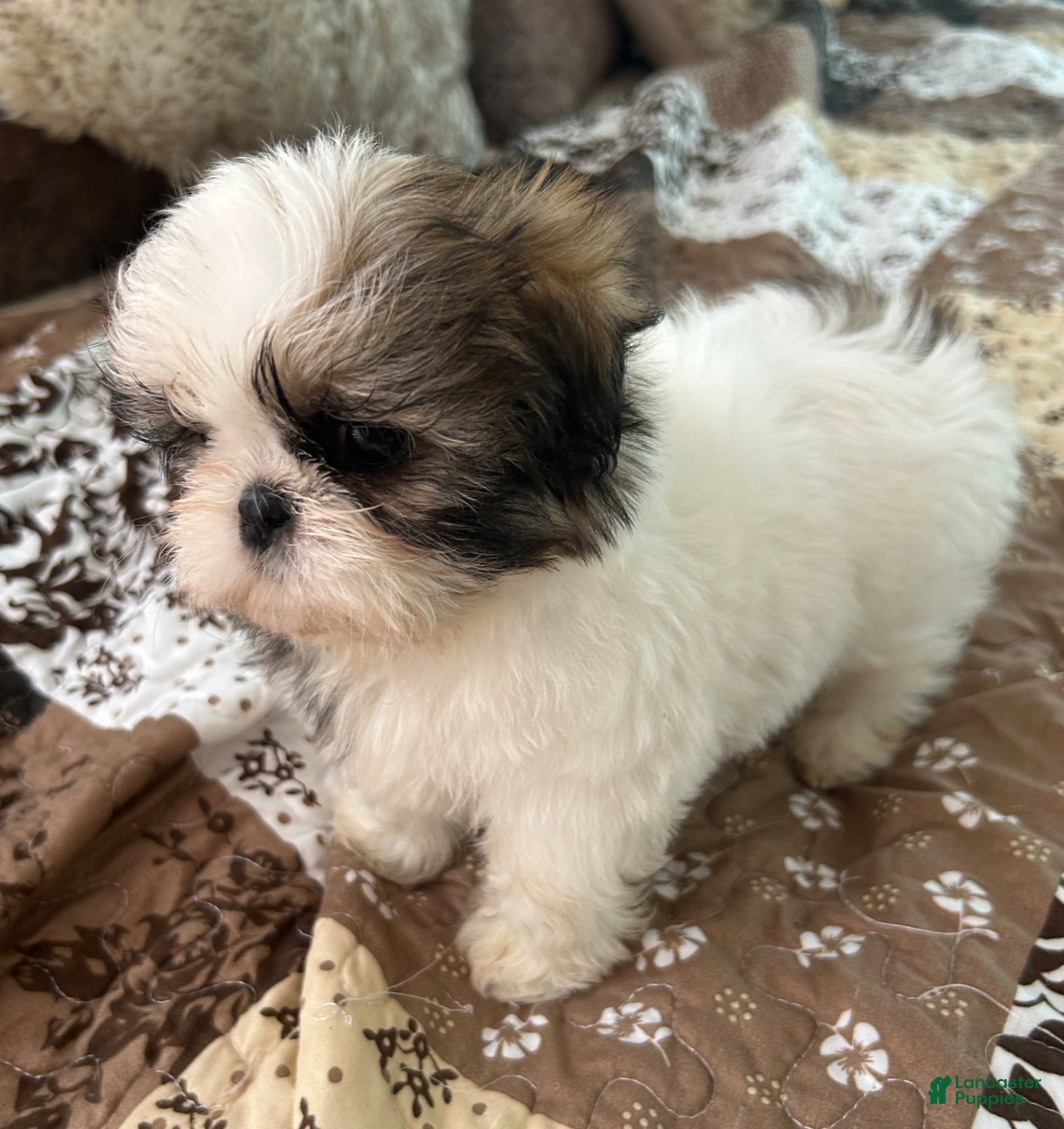 Shih Tzu dogs Patticake - Ad 2