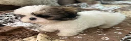 Shih Tzu dogs for sale: Patticake - Ad 2