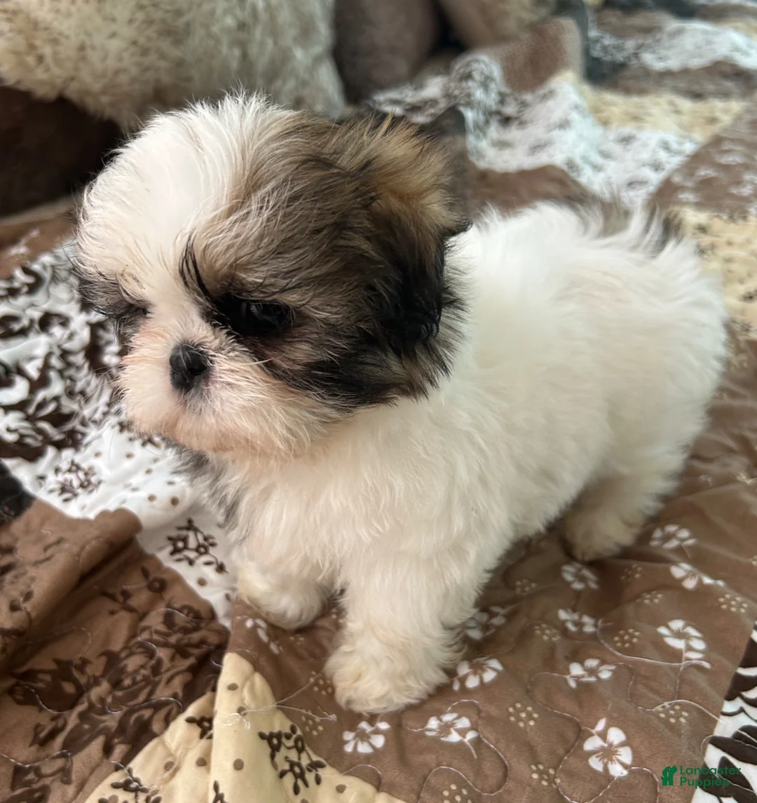 Shih Tzu dogs for sale: Patticake - Ad 2