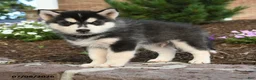 Pomsky dogs for sale: Ace - Ad 4