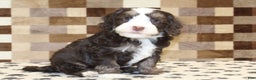 Mini Bernedoodle dogs for sale: Alvin - Ad 4