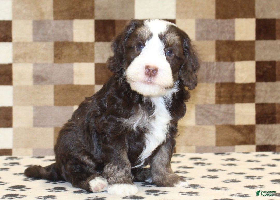 Mini Bernedoodle dogs for sale: Alvin - Ad 4
