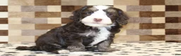 Mini Bernedoodle dogs for sale: AJ - Ad 21