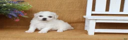 Bichon Frise dogs for sale: Ava - Ad 4