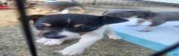 Rat Terrier dogs for sale: Tasha *Updated photos* - Ad 7