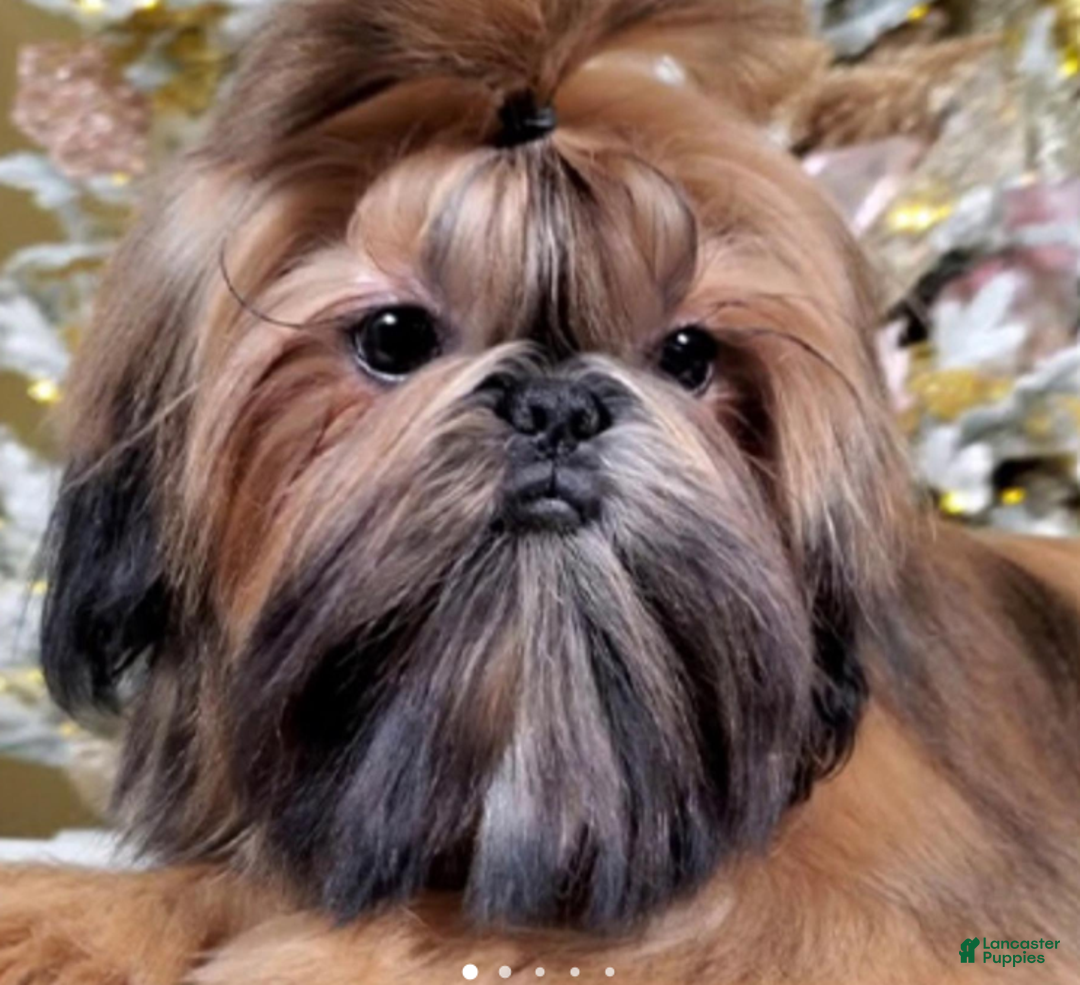 Shih Tzu dogs for sale: Brooke - Ad 7