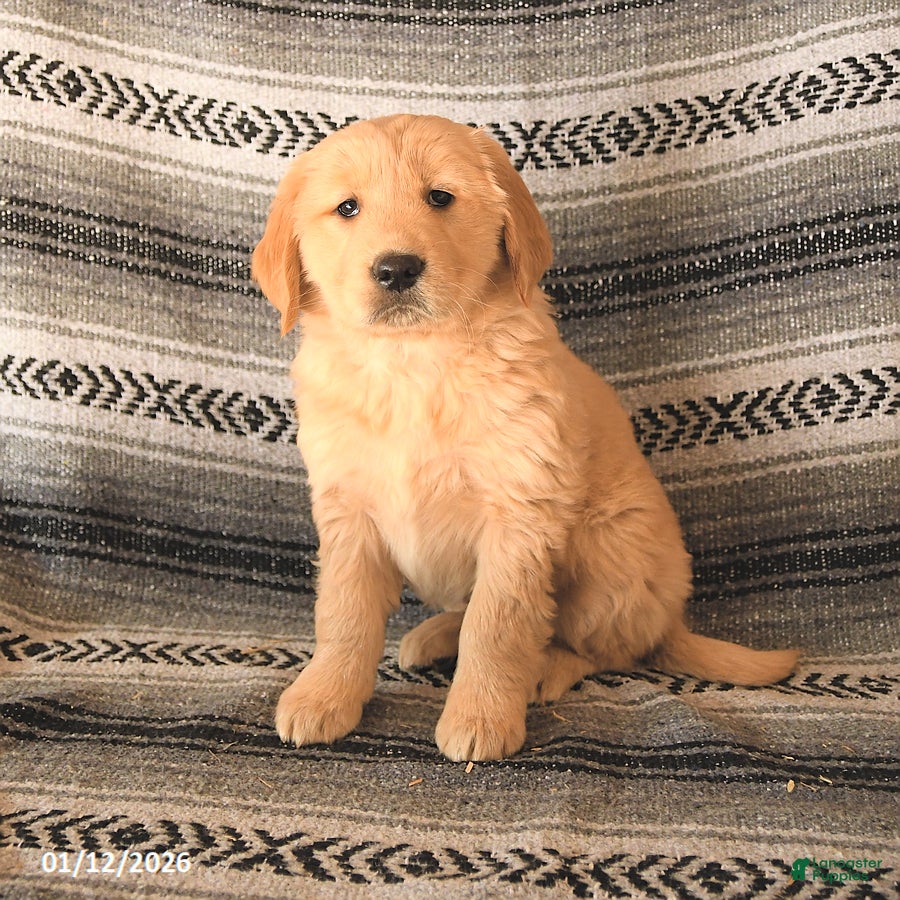 Golden Retriever dogs Foxy - Ad 35