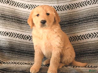Golden Retriever dogs Foxy - Ad 9