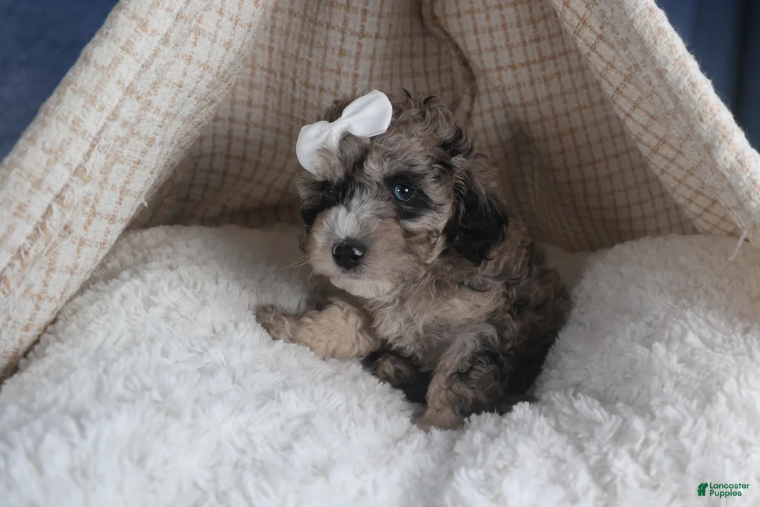 Miniature Poodle dogs for sale: Remington  - Ad 4