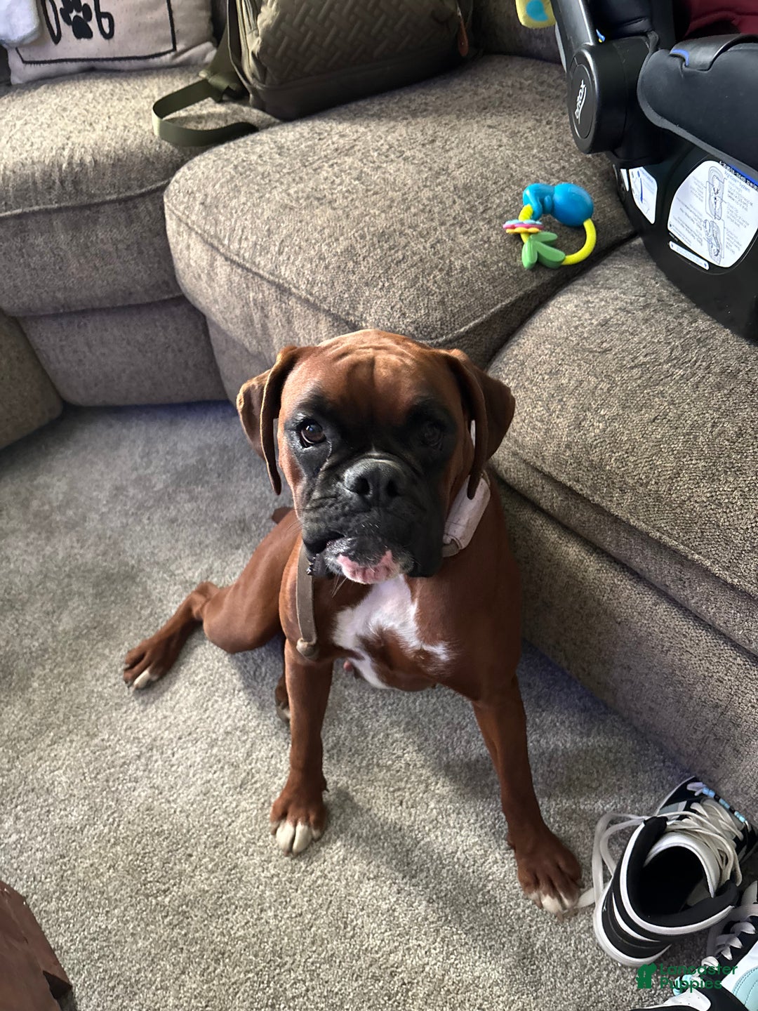 Boxer dogs for sale: Chase - Ad 3