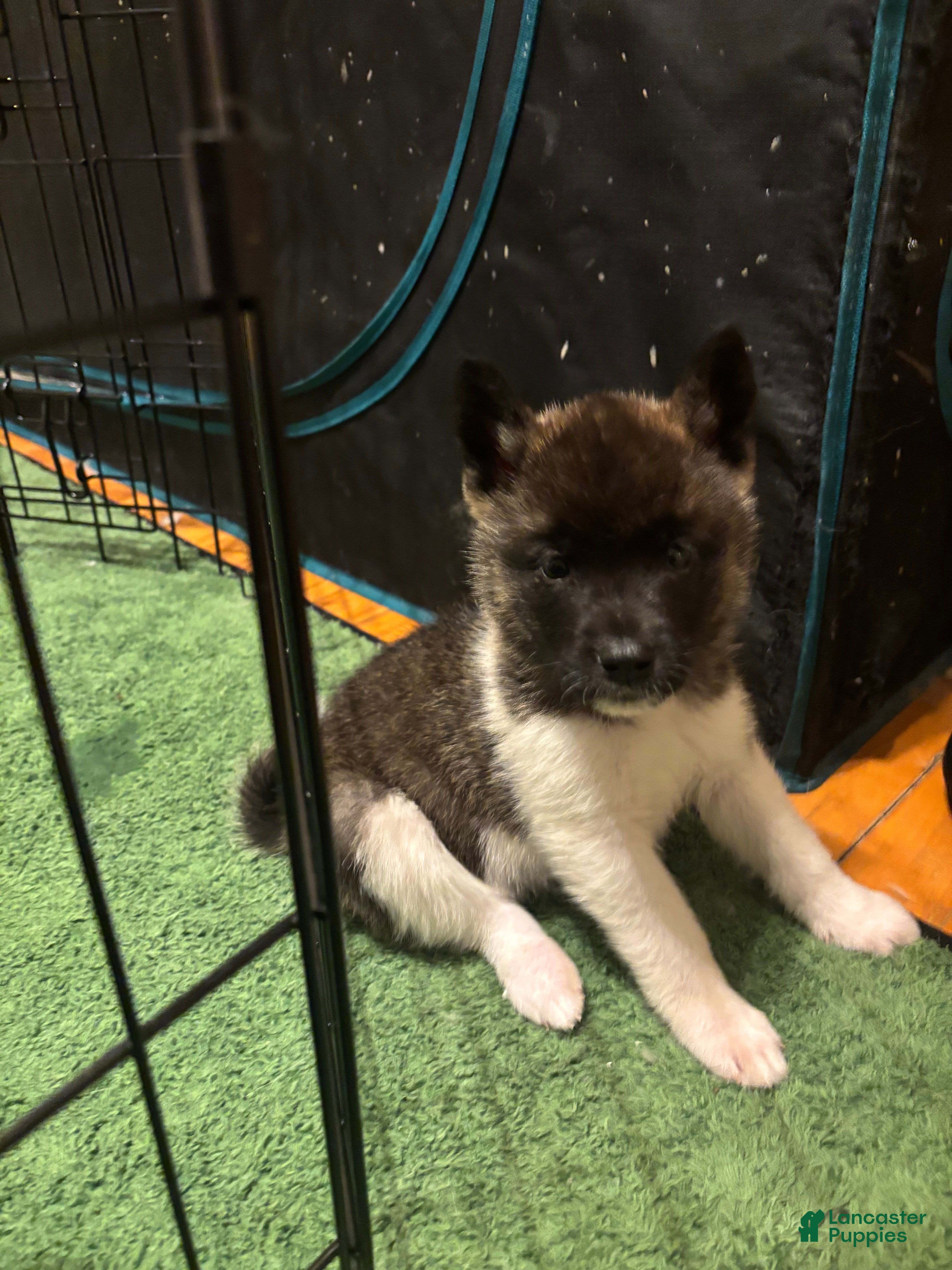 Akita dogs Akita Puppy 6 - Ad 30